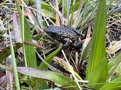 Melanophryniscus moreirae