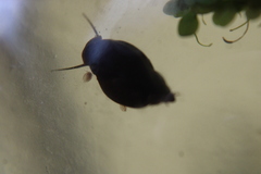 Physa
