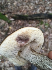 Leccinellum pseudoscabrum