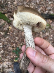 Leccinellum pseudoscabrum