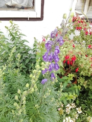 Aconitum firmum