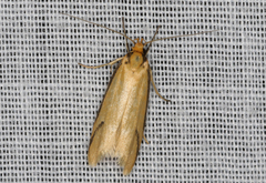 Philobota protecta