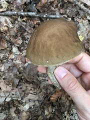 Leccinellum pseudoscabrum