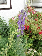 Aconitum firmum