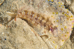 Parablennius gattorugine