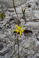 Moraea bituminosa