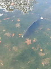 Oncorhynchus tshawytscha