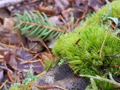 Dicranum montanum