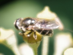 Cheilosia