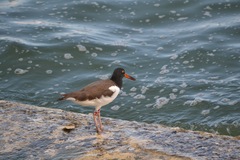 Haematopus palliatus