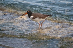 Haematopus palliatus