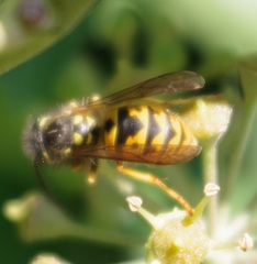 Vespula