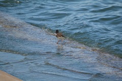 Haematopus palliatus