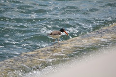 Haematopus palliatus