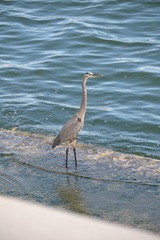 Ardea herodias