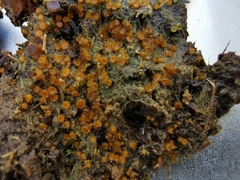 Cheilymenia stercorea