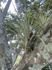 Tillandsia utriculata