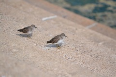 Calidris minutilla