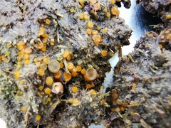 Ascobolus furfuraceus