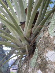 Tillandsia utriculata