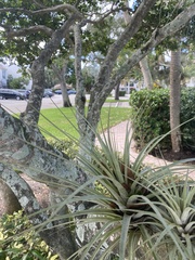 Tillandsia utriculata
