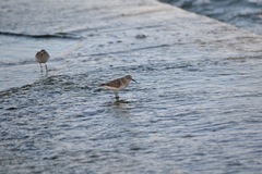Calidris minutilla