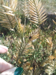 Gastrophysa polygoni