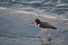 Haematopus palliatus