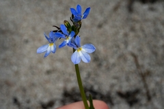 Lobelia comosa