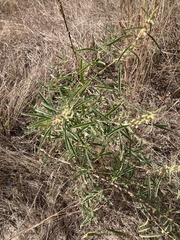 Sphaeralcea angustifolia