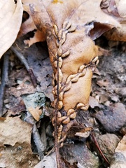 Macrodiplosis qoruca