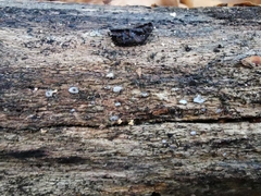 Propolis farinosa