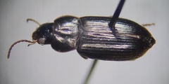 Harpalini
