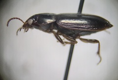 Harpalini