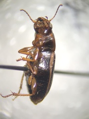 Harpalini