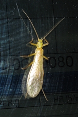 Perloidea