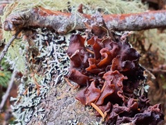 Phaeotremella foliacea