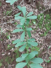 Gymnosporia buxifolia