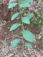 Gymnosporia buxifolia