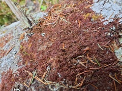 Frullania bolanderi