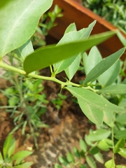 Gymnosporia buxifolia