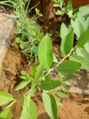 Gymnosporia buxifolia