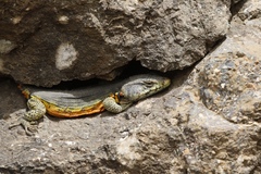 Pseudocordylus subviridis