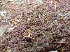 Frullania bolanderi