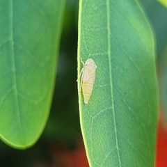 Cicadellidae