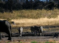 Equus quagga chapmani