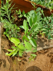 Gymnosporia buxifolia