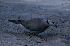 Streptopelia capicola