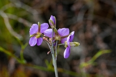 Heliophila linearis