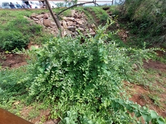 Gymnosporia buxifolia